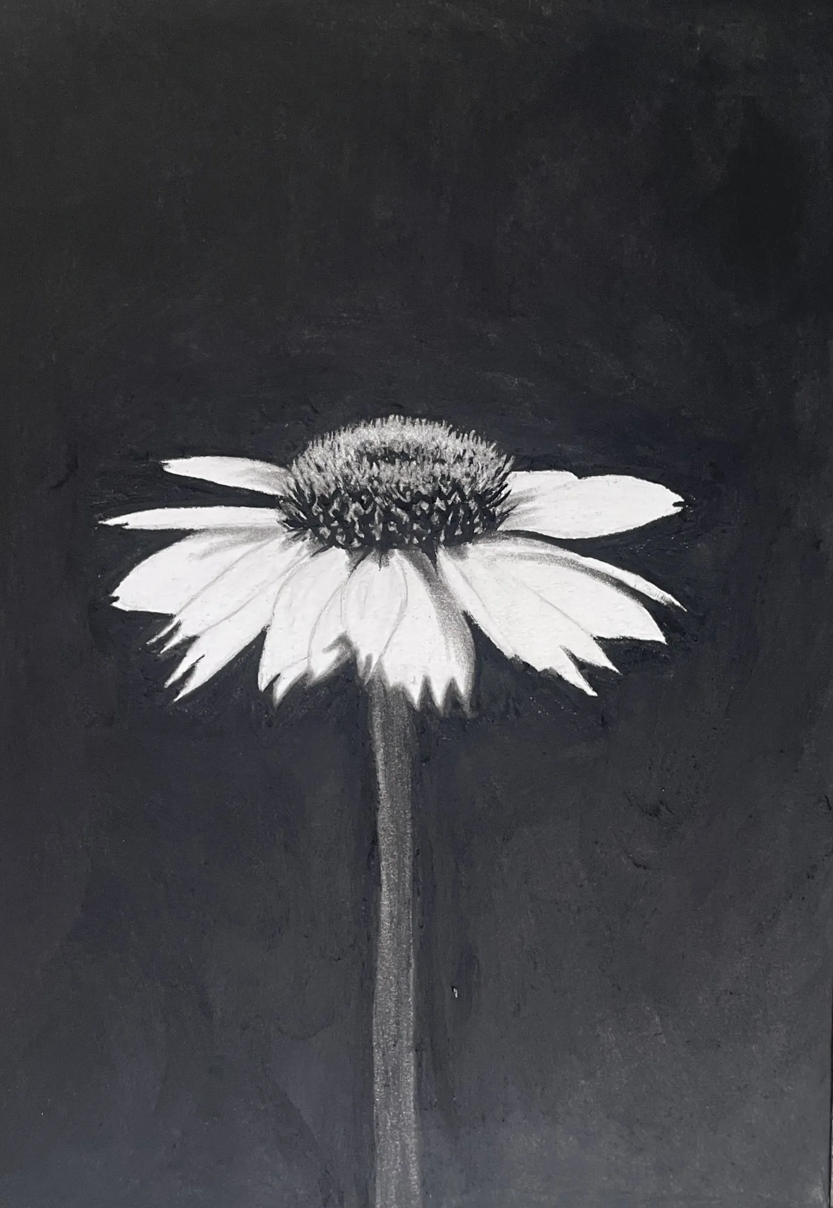 He Loves Me, charcoal drawing by Simone Liberty
